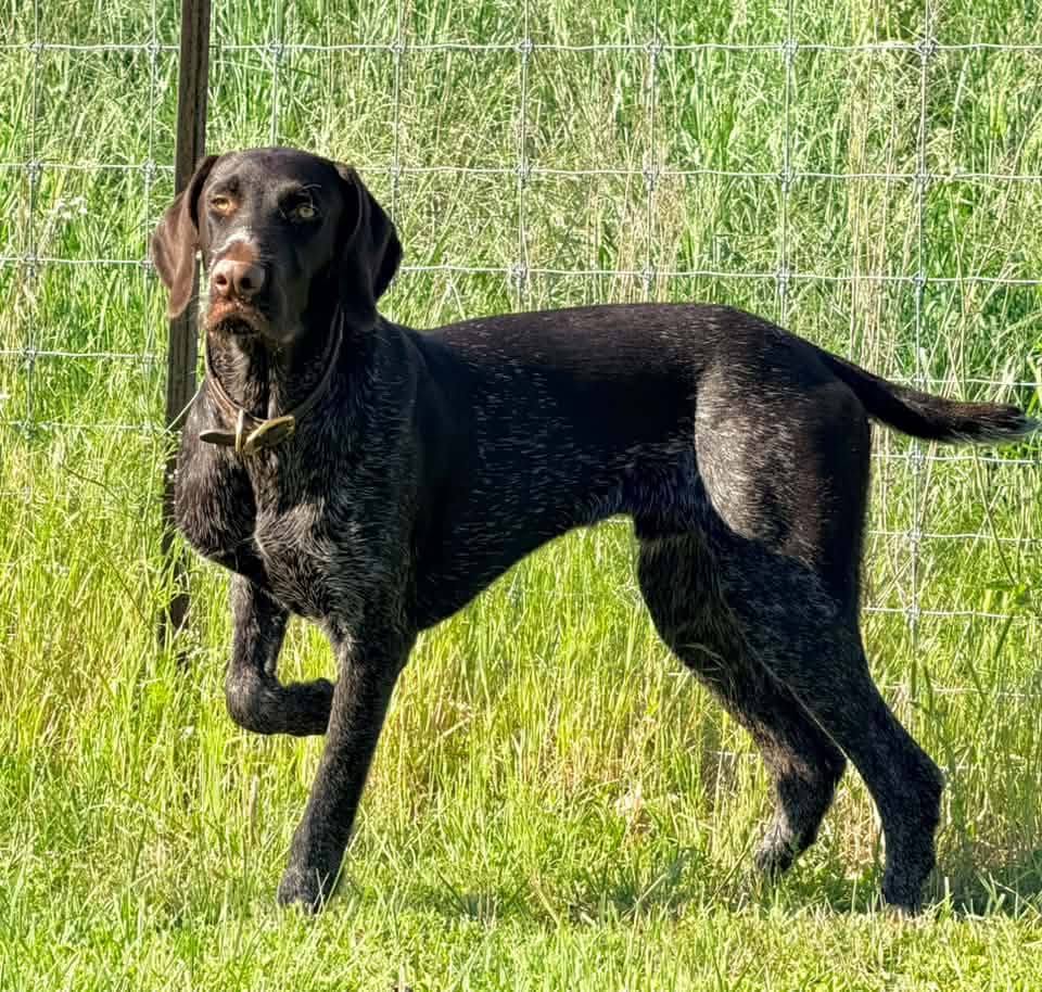 Deutsch Drahthaar standing in a sunlit meadow, alert and ready for field work