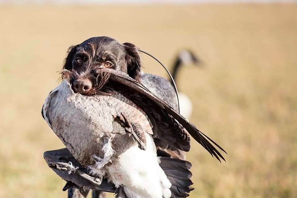 Deutsch Drahthaar retrieving a bird with a Canada goose in the background