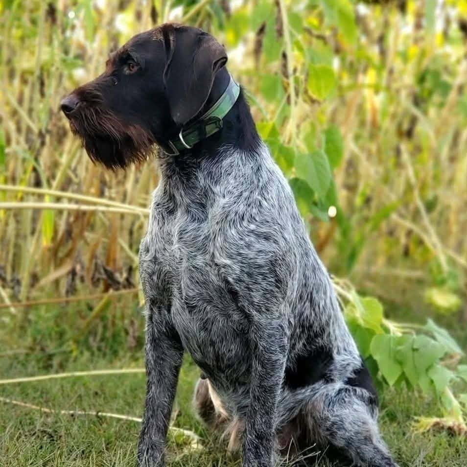 Deutsch Drahthaar outdoors