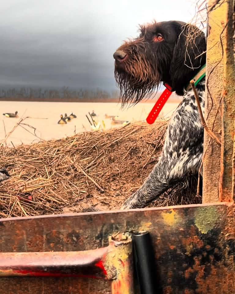 Deutsch Drahthaar in a duck blind watching waterfowl on a marsh