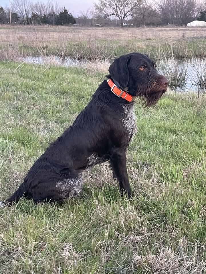 Deutsch Drahthaar sitting alert by a pond, wearing an orange collar