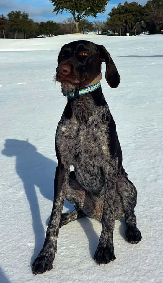 Deutsch Drahthaar sitting in a snowy landscape on a sunny day